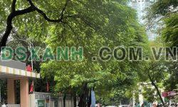 Bán nhà mặt Phố Tô Hiệu (To) 150m², 2 tầng, MT 7m, giá 55 tỷ Cầu Giấy. Mua liên hệ: O94lO7l689