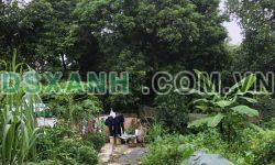 8xx triệu – 41.5m Đất Phượng đồng – phụng châu – chương Mỹ .1 Lô duy nhất nhanh thì còn rất hợp lý cho anh chị va nhà