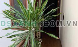 Chuyển Công Tác Bán Nhà Việt Hưng, Long Biên 5T, 33m2 giá 2,75 tỷ