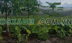 Bán 573m2 đất Phú Chánh, TP. Tân Uyên giá ngộp