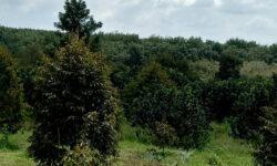 Cần bán gấp vườn trái cây 5300m2 giá 595tr ngay UBND xã Tân Lợi.