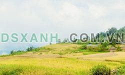 Đất Vườn giá rẻ phù hợp trồng rau, củ , quả trái mùa lợi nhuận cao