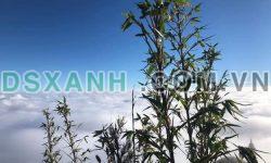 Đất nền Sapa vị trí đắc địa, tiềm năng sinh lời cao