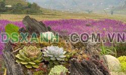 Bán đất Sa Pa 1350m2 view săn mây, thung lũng ruộng bậc thang siêu đẹp