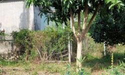 Cần bán vườn trái cây 480 triệu hơn ngàn mét