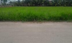 Chuyển đổi công việc nên tôi cần sang nhượng nhanh lô đất tại ấp Nhơn Hoà 2