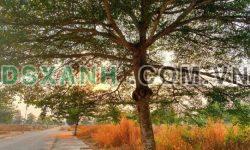 Còn vài lô giá gốc chủ đầu tư tại Golden Center City 3 – Tam Phước – Biên Hòa