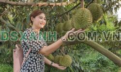 Gia đình kẹt tiền nền cần bán gấp 3000m2 đất vườn sầu riêng 4 năm tuổi chuẩn bị thu hoạch, nhiều trái chín đỏ ngọt