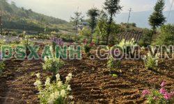 Chuyển nhượng mảnh đất view đón tuyết săn mây đẹp nhất Y Tý ( Sa Pa 2) – Lào Cai