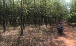 Cần bán 2.7 ha cao su tại Đồng Phú Bình Phước Pháp lý rõ ràng 6 tỷ. Lh:0929936879.