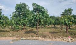 Bán Đất vườn xoài 2.200m2/750tr xào tại La Ngà Huyện Định Quán Tỉnh Đồng Nai