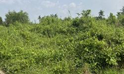Hàng thơm, chỉ còn 2 lô duy nhất tại Ấp 9 Lương Hoà Bến lức – Long An