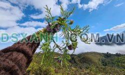 Bán mảnh đất sổ đỏ view săn mây tại Y Tý-Sapa2
