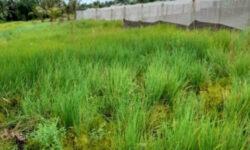 Bán 146m2 thổ cư huyện Cần Giuộc, SHR chỉ 9tr/m2. Lh;0932637343.