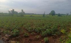 Chính chủ bán 6868m2 đất Phước Long Thọ, SHR chỉ 9.3 tỷ. Lh:0901757660