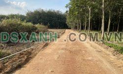 Đất đầu tư Tân Bình, Tân Uyên với 1ty390 có thể sở hữu 533m2.