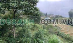 Cần bán gấp mảnh đất view ruộng bậc thang tại Y Tý-Sapa2
