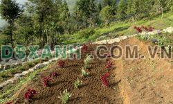 Đất nền Y Tý ( Sa pa 2) vị trí mặt đường tỉnh, tiềm năng tăng giá cao