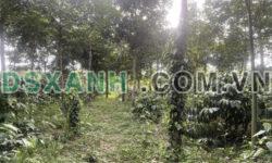 Chính chủ cần bán gấp 14570m2 đất huyện Tuy Đức Đak Nong. 3.2 tỷ, Lh:0878917979.
