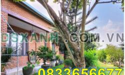 ⭐Nhà vườn cực đẹp MT Cao Bá Quát, Diên Khánh, Khánh Hòa. Ngang 48m. Sổ hồng. Chỉ 2tr/m2; 0833656677