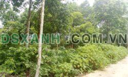 Bán đất DT 1600m2 mặt tiền 40m tại thôn Lùng Càng xã Phong Quang – Giá 1,2 tỷ
