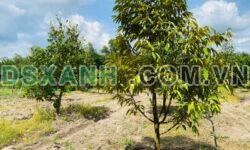 Bán vườn sầu riêng trên đất hơn 500m2 ở Bình Phước giá ngộp chỉ 285 triệu