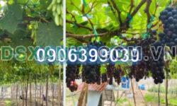 ⭐Bán 20.000m2 đất mặt tiền đường 716, xã Hồng Thái, Bắc Bình, Bình Thuận, 16,6 tỷ; 0906399039