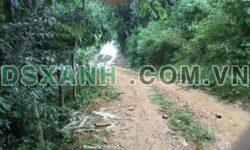 Bán tất hoặc bán lẻ 20 ha đất rừng SX tại Nật Sơn, Kim Bôi, Hoà Bình – Giá 250 tr/ha