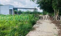 560m2 bán nhanh ở Bình Phước có cây keo trên đất giá ngộp chỉ 3xx triệu