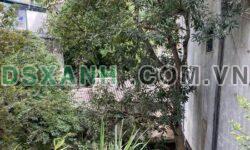 Bán đất mặt đường Lý Thường Kiệt, Trần Phú, TP Hà Giang – DT 5,7x17m – Giá 2,xxx tỷ