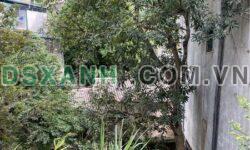 Bán đất mặt đường Lý Thường Kiệt, Ngọc Hà, TP Hà Giang – DT 5,7x17m – Giá 2,xxx tỷ
