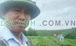 Đầu tháng lên cho ac lô đất tại đồi chè Long Cốc đẹp nhất Việt Nam – Giá 3xx triệu