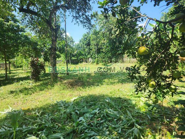 Bán 3000 m2, thổ cư 500 m2 tại Vân Hòa Ba Vì làm nhà vườn hoặc chia lô nhỏ