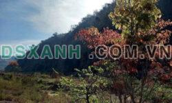 Bán đất nền Đà Lạt mảnh đất đẹp, vuông vắn pháp lý an toàn kinh doanh homestay tốt
