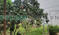 Cần Bán đất Cầu Cốc , Ngõ Thông đất vuông vắn , Giá chit 3,75 Tỷ