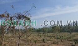 Bán Đất 27872m2 MT Quốc Lộ 28b Láng Long Quân, Xã Phan Lâm, Huyện Bắc Bình, Bình Thuận