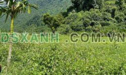 BÁN ĐẤT GẦN 4.000m² TẠI PHONG QUANG, VỊ XUYÊN, HÀ GIANG – GIÁ 1 TỶ XXX