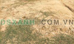 BÁN ĐẤT THỔ LÚA – XÃ HÒA KHÁNH TÂY, ĐỨC HÒA, LONG AN