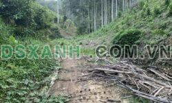 Bán 1,6ha đồi mỡ tại Tổ 3 Xuất Hoá, Bắc Kạn – Cách Ủy ban Xuất Hoá 2km – Giá: Hơn trăm triệu