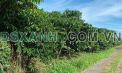 ĐẤT HẺM PHAN CHÂU TRINH – P. LỘC TIẾN – BẢO LỘC GIÁ 14 TỶ