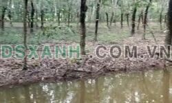 Cần Bán Lô Đất 1ha1 Tại Xã Bình Mỹ, Huyện Bắc Tân Uyên, Bình Dương