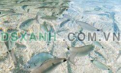CHÍNH CHỦ CẦN BÁN LÔ ĐẤT BIỂN QUẢNG NAM – DIỆN TÍCH GẦN 1000M², CÓ 40M MẶT TIỀN BIỂN