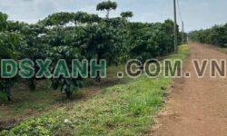 BÁN ĐẤT VƯỜN LỘC AN, BẢO LÂM, LÂM ĐỒNG