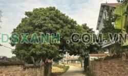 BÁN NHÀ CẤP 4 – PHƯỜNG ĐỀ THÁM – ĐẤT Ở TOÀN BỘ – MẶT TIỀN 21M