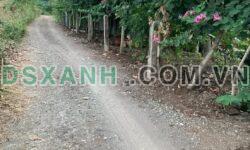 BÁN GẤP LÔ ĐẤT XUÂN BẢO, CẨM MỸ – GIÁ CHỈ 900 TRIỆU