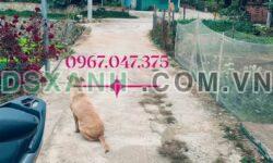 BÁN LÔ ĐẤT ĐẸP PHÙ HỢP LÀM NHÀ VƯỜN – PHƯỜNG ĐỀ THÁM, TP CAO BẰNG
