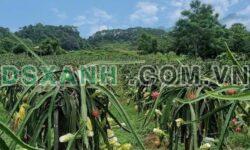 BÁN VƯỜN THANH LONG 1.5HA – PHONG QUANG – HÀ GIANG