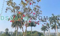 CHÍNH CHỦ GỬI BÁN NHÀ GÁC LỬNG – P. TRƯỜNG THI