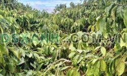 BÁN LÔ ĐẤT ĐẸP – 1.4HA – MẶT ĐƯỜNG BÊ TÔNG – EA H’LEO, ĐẮK LẮK!