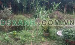 BÁN ĐẤT DIÊN PHÚ – THÔN 2, GIÁ TỐT